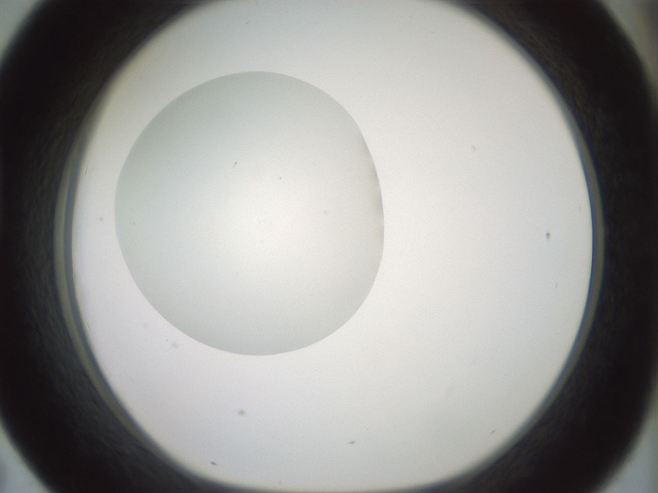 folderID329_plateID1329_batchID4526_wellNum43_profileID1_d1_r80306_ef.jpg