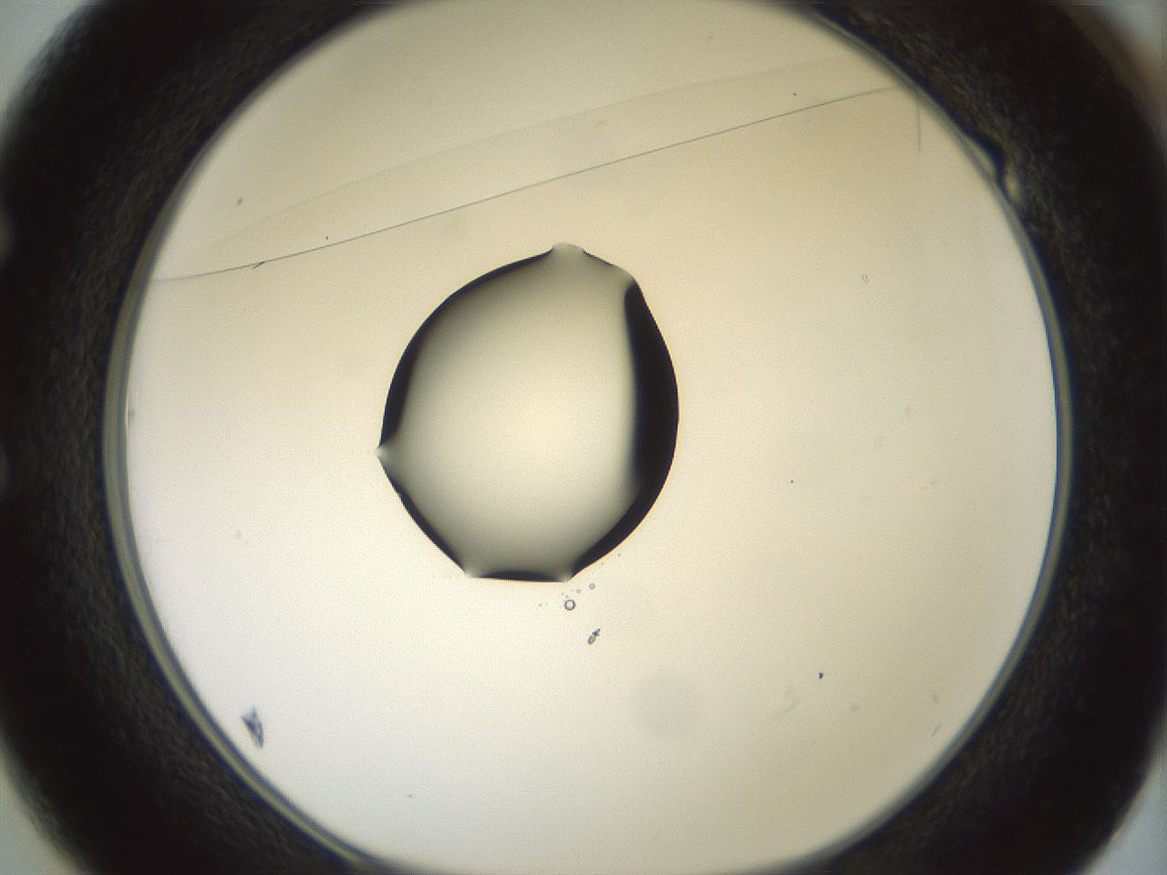folderID329_plateID1329_batchID4526_wellNum49_profileID1_d1_r80312_ef.jpg