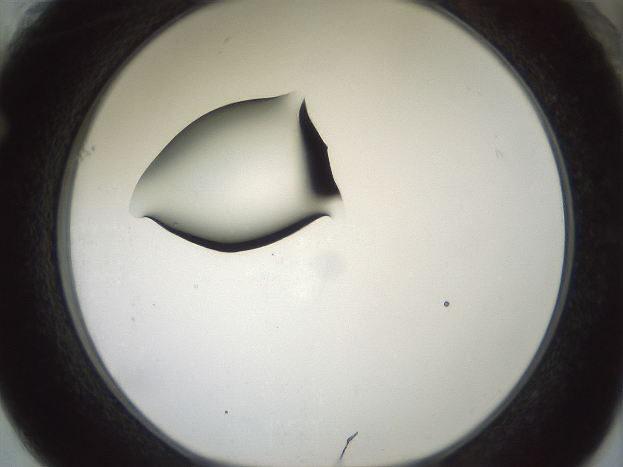 folderID329_plateID1329_batchID4526_wellNum61_profileID1_d1_r80324_ef.jpg