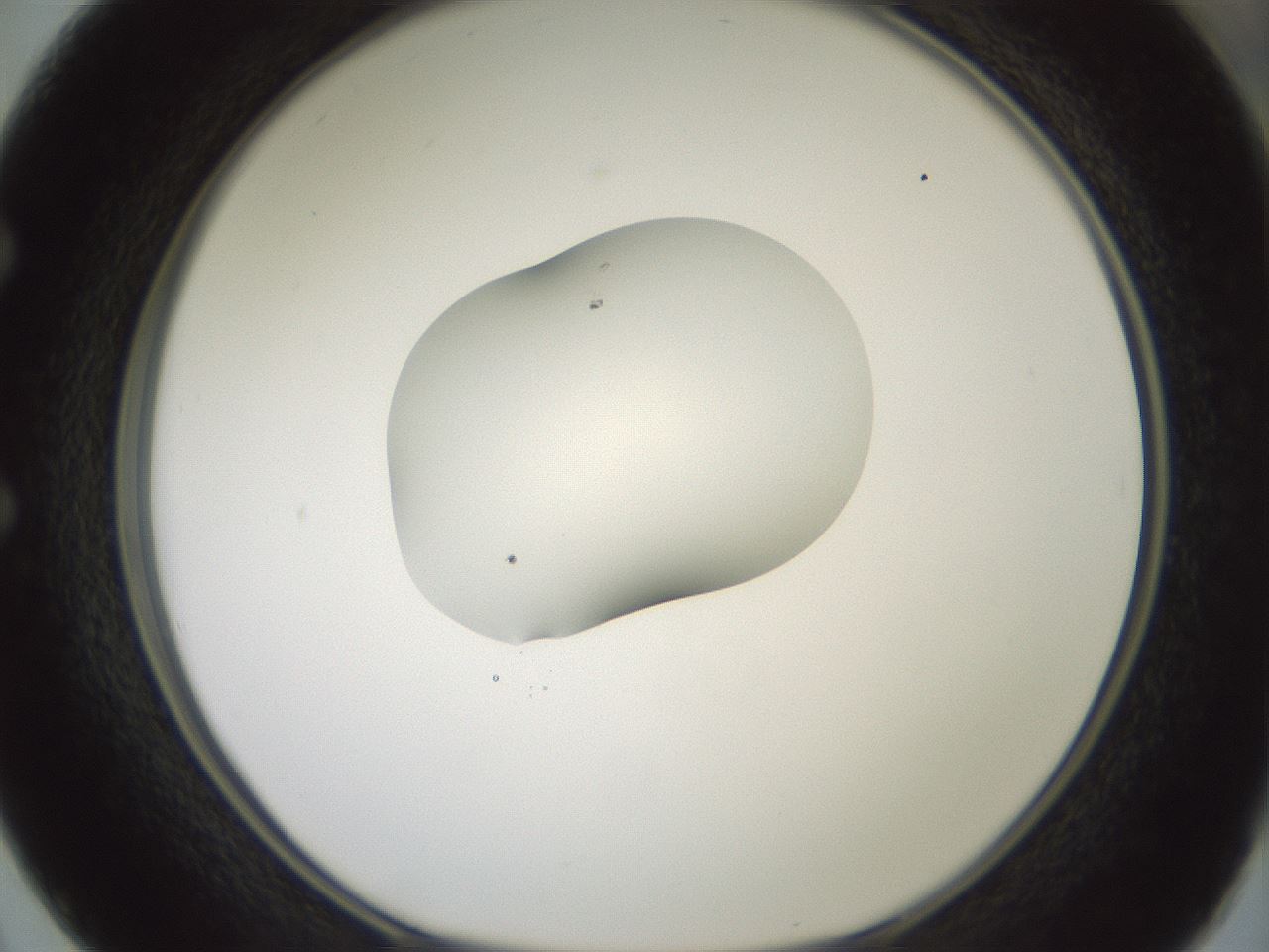 folderID329_plateID1329_batchID4526_wellNum50_profileID1_d1_r80313_ef.jpg