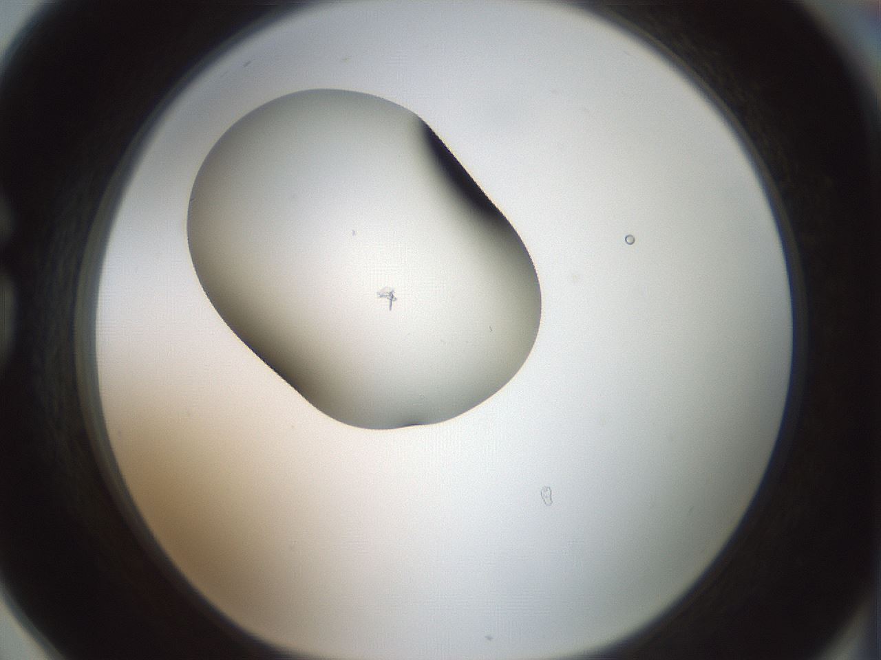 folderID329_plateID1329_batchID4526_wellNum78_profileID1_d1_r80341_ef.jpg