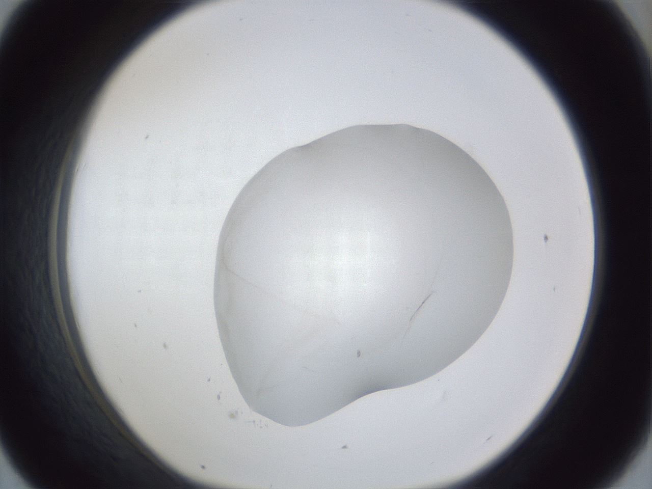 folderID32_plateID1032_batchID2002_wellNum43_profileID1_d1_r44600_ef.jpg