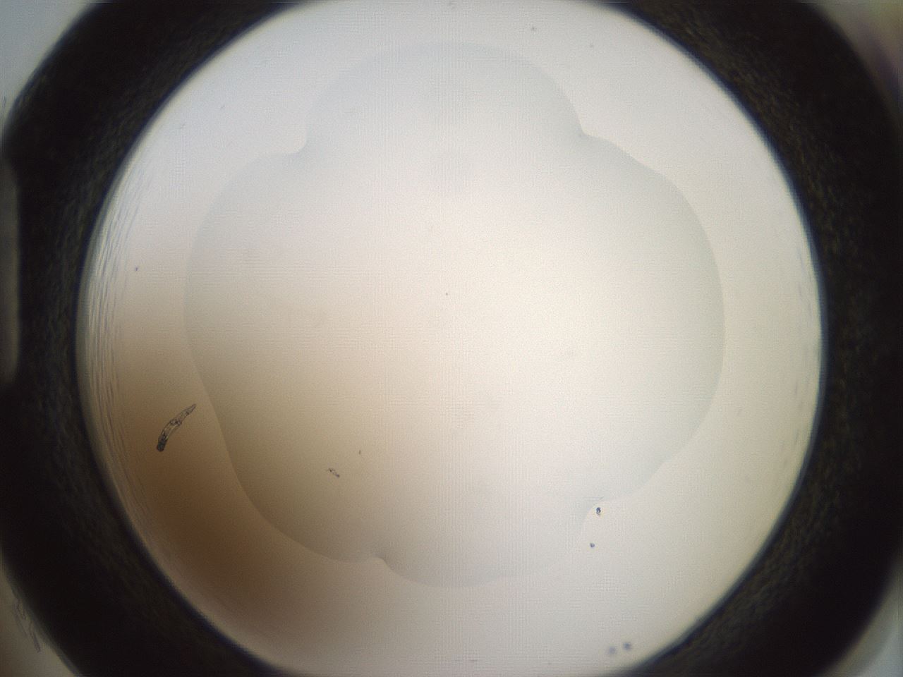 folderID329_plateID1329_batchID4526_wellNum85_profileID1_d1_r80348_ef.jpg