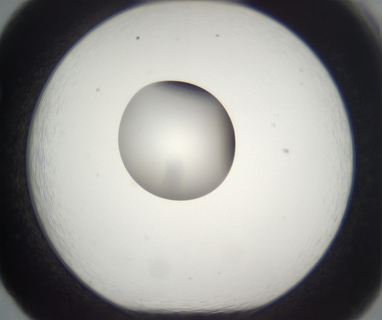 folderID329_plateID2329_batchID11000_wellNum65_profileID1_d1_r164483_ef.jpg