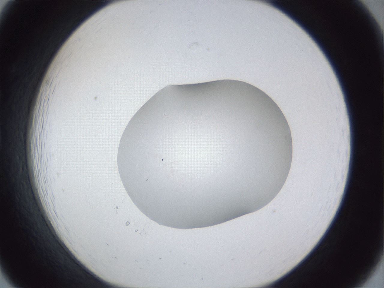 folderID32_plateID1032_batchID2002_wellNum19_profileID1_d1_r44552_ef.jpg