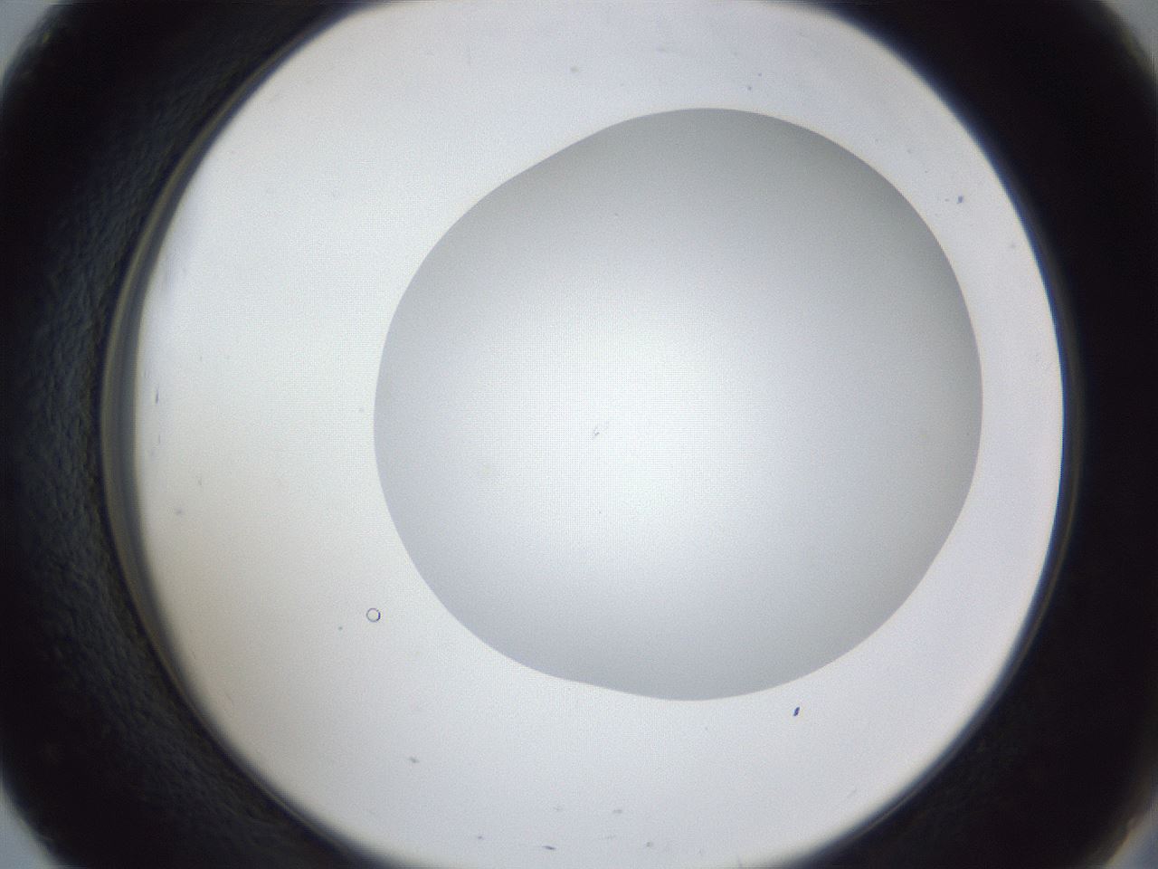 folderID32_plateID1032_batchID2002_wellNum51_profileID1_d2_r44617_ef.jpg