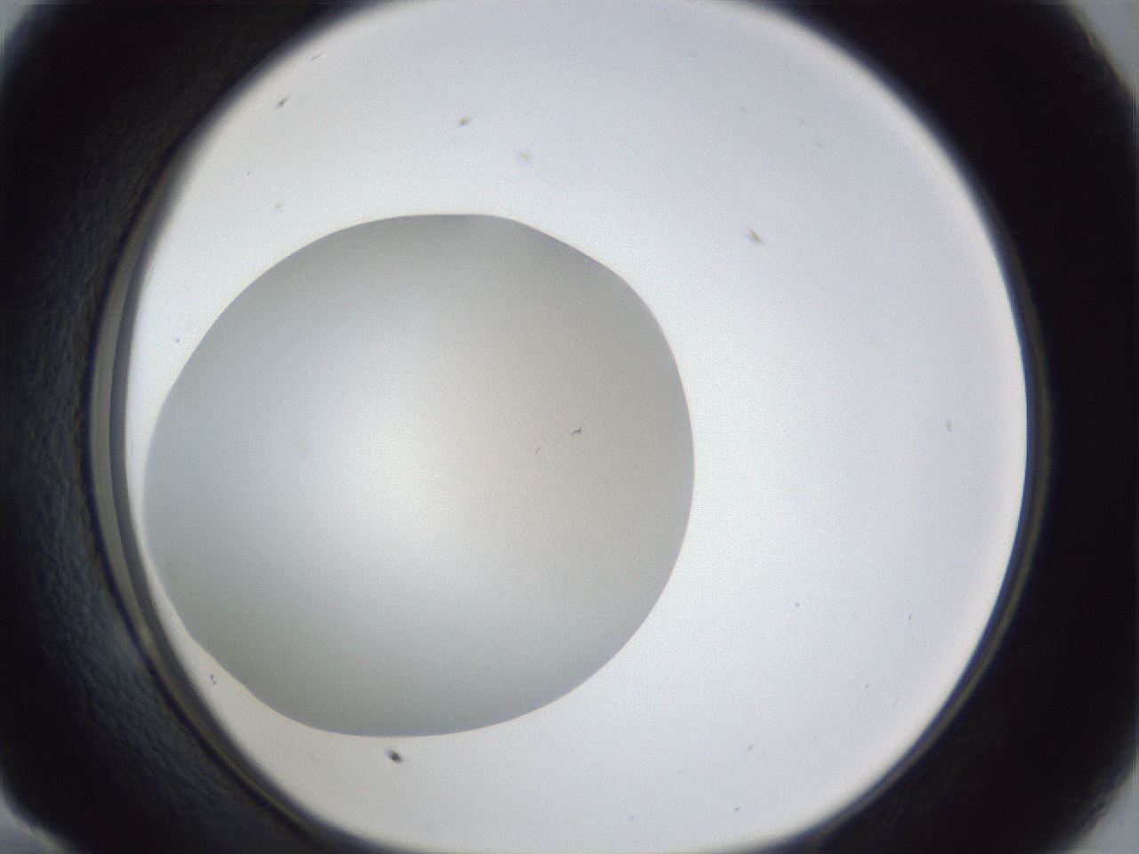 folderID32_plateID1032_batchID2002_wellNum58_profileID1_d1_r44630_ef.jpg