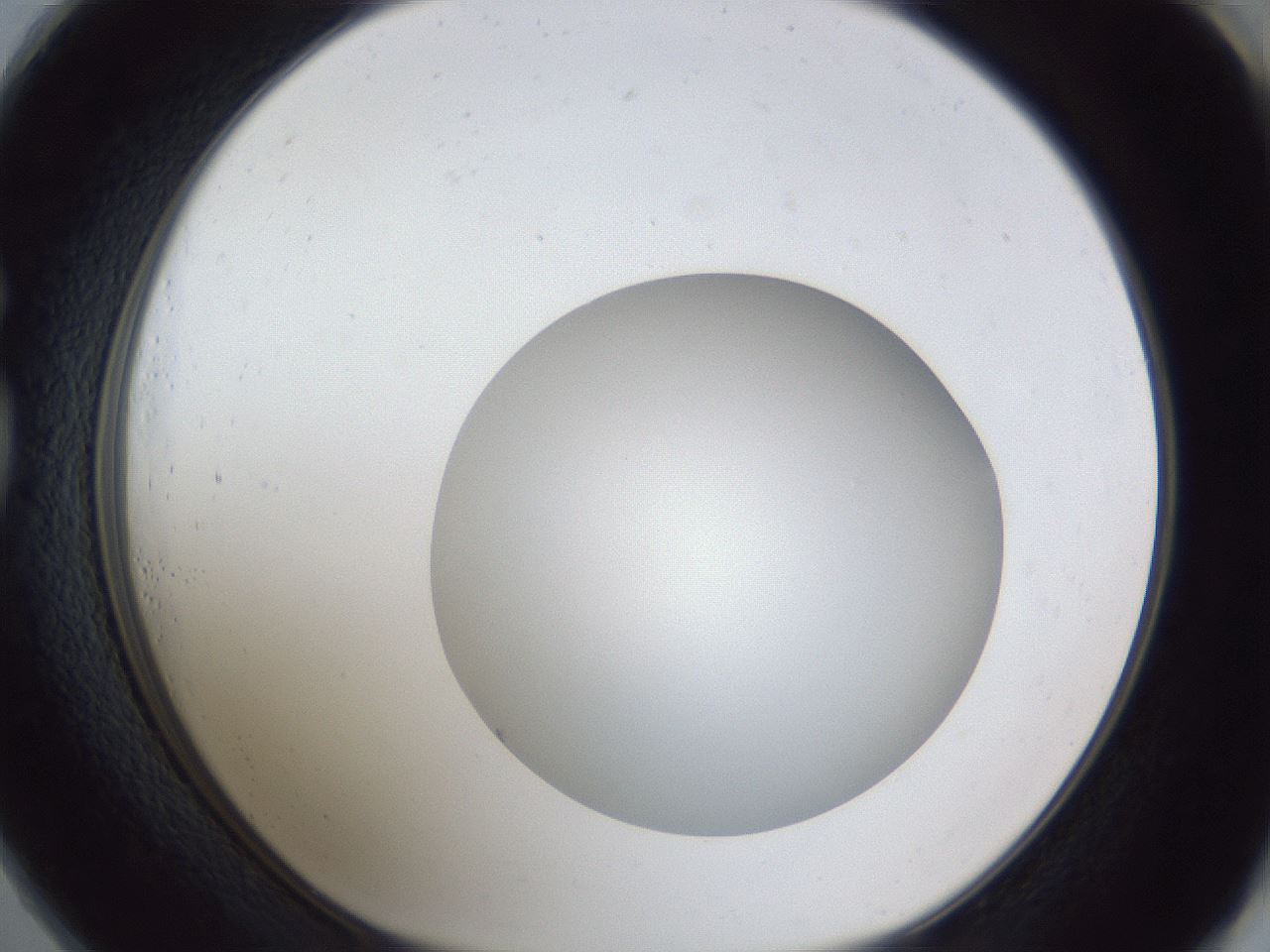 folderID32_plateID1032_batchID2002_wellNum73_profileID1_d1_r44660_ef.jpg