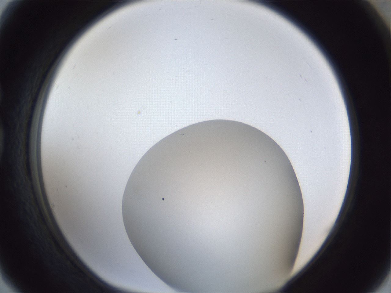 folderID32_plateID1032_batchID2002_wellNum77_profileID1_d1_r44668_ef.jpg