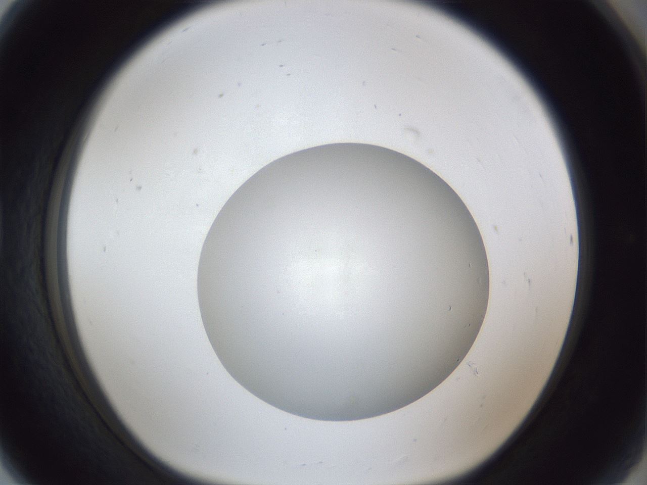 folderID32_plateID1032_batchID2002_wellNum80_profileID1_d1_r44674_ef.jpg