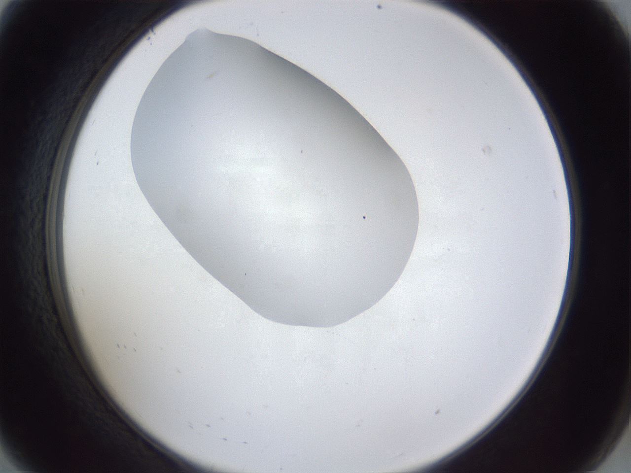 folderID32_plateID1032_batchID2002_wellNum8_profileID1_d2_r44531_ef.jpg