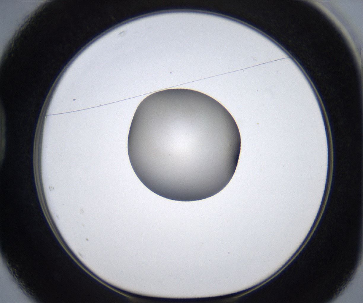folderID330_plateID2330_batchID10983_wellNum37_profileID1_d1_r163783_ef.jpg