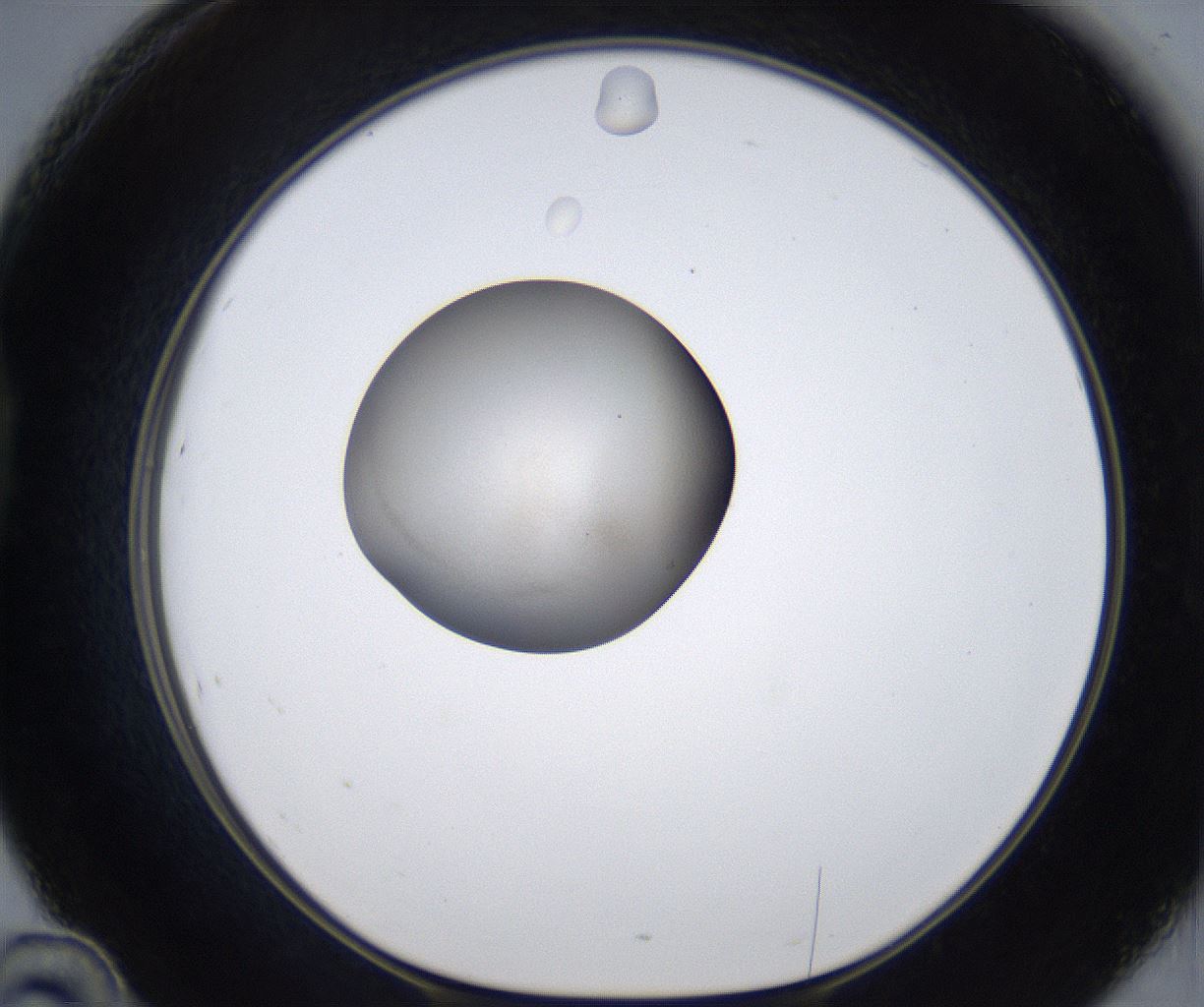 folderID330_plateID2330_batchID10983_wellNum46_profileID1_d1_r163792_ef.jpg