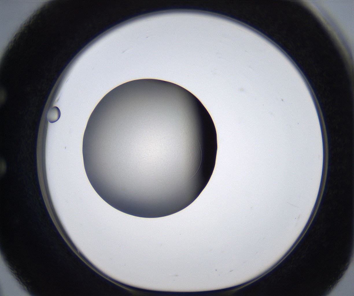 folderID330_plateID2330_batchID10983_wellNum51_profileID1_d1_r163797_ef.jpg