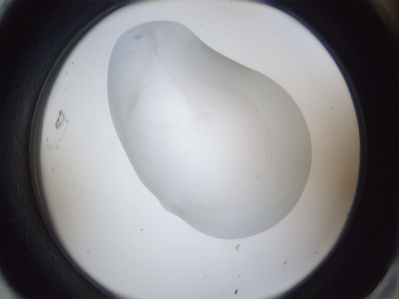 folderID32_plateID1032_batchID2002_wellNum93_profileID1_d2_r44701_ef.jpg