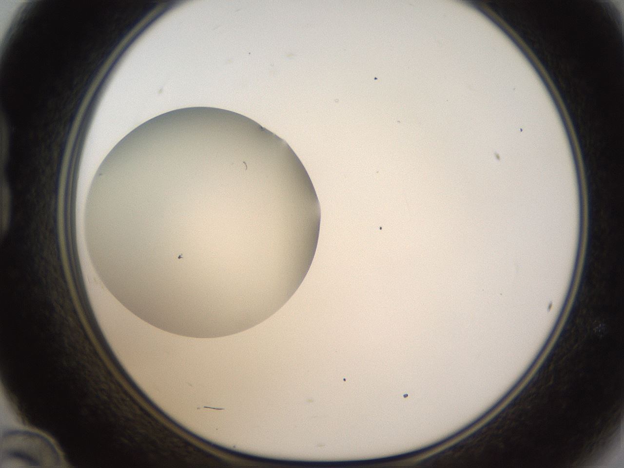 folderID331_plateID1331_batchID4527_wellNum24_profileID1_d1_r80383_ef.jpg