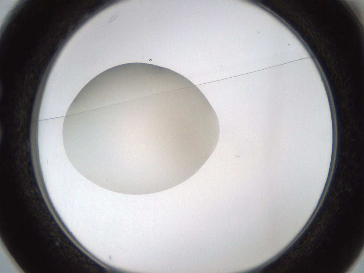 folderID331_plateID1331_batchID4527_wellNum25_profileID1_d1_r80384_ef.jpg