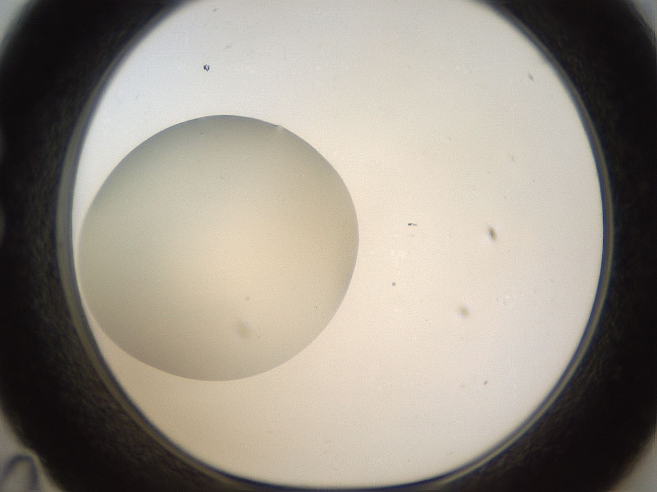folderID331_plateID1331_batchID4527_wellNum35_profileID1_d1_r80394_ef.jpg