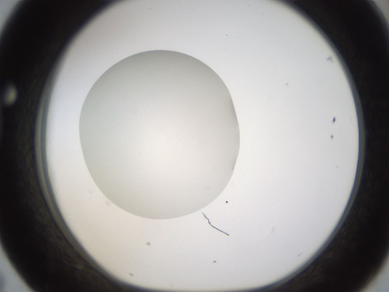 folderID331_plateID1331_batchID4527_wellNum43_profileID1_d1_r80402_ef.jpg