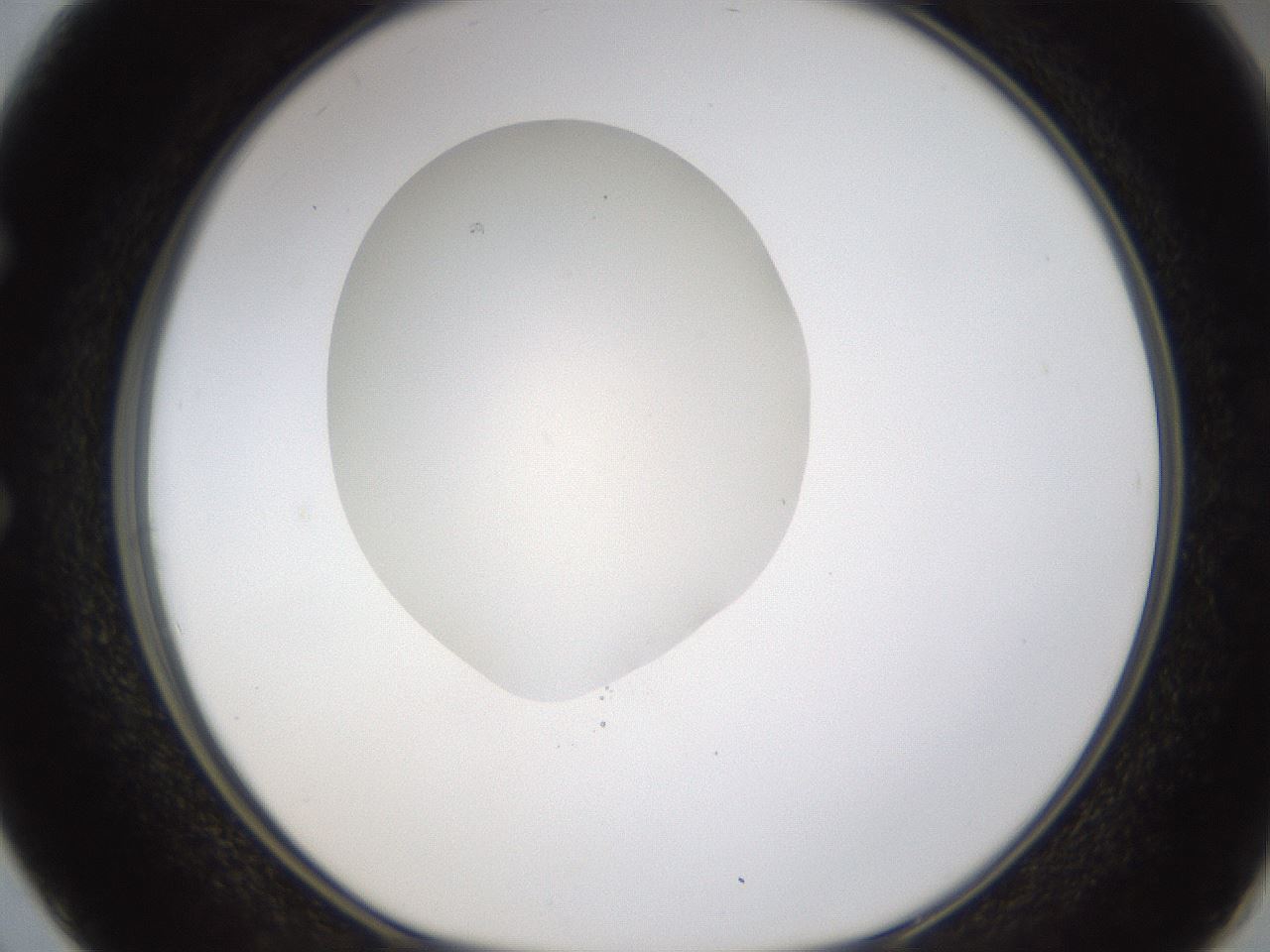 folderID331_plateID1331_batchID4527_wellNum50_profileID1_d1_r80409_ef.jpg