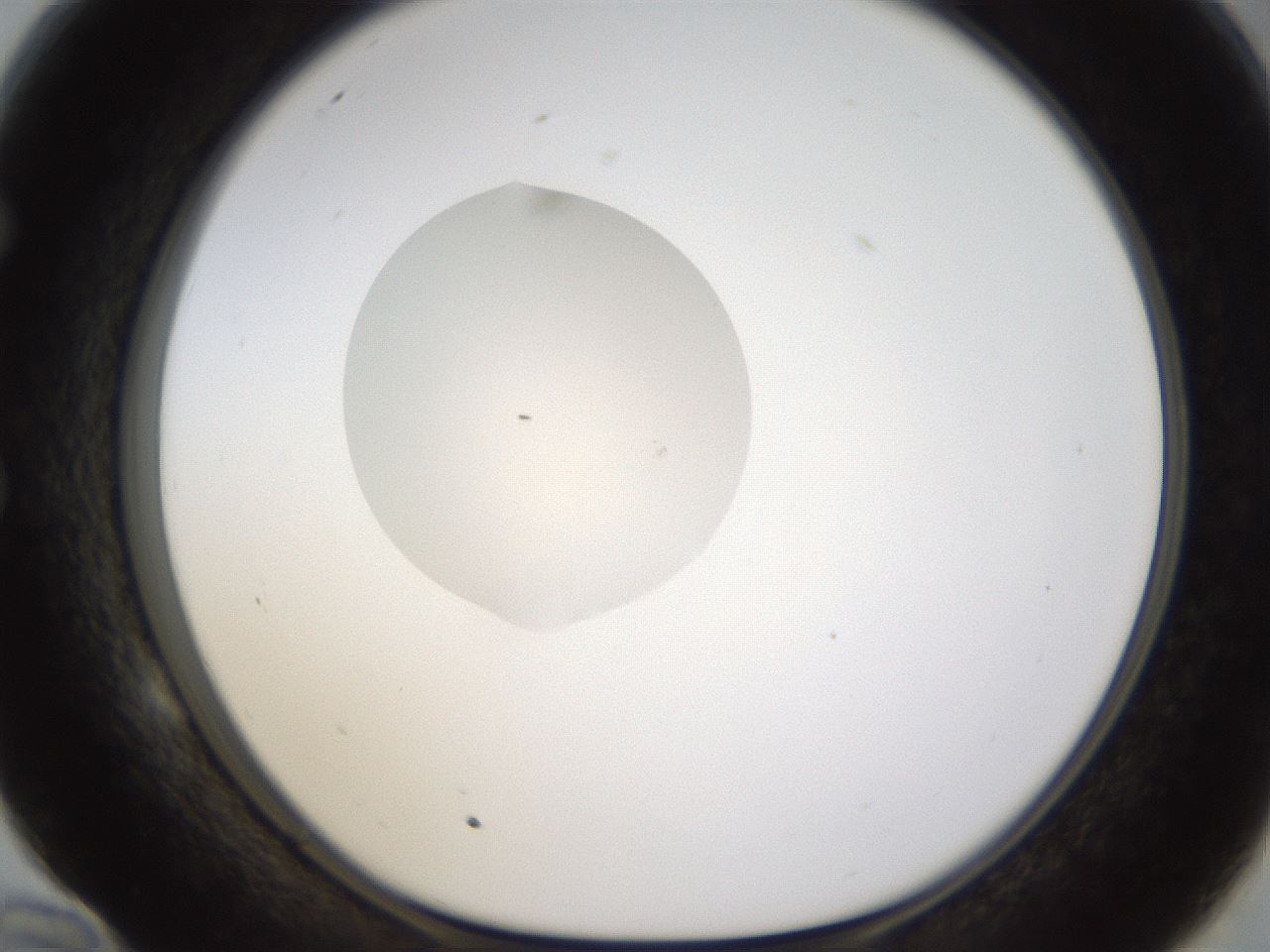 folderID331_plateID1331_batchID4527_wellNum58_profileID1_d1_r80417_ef.jpg