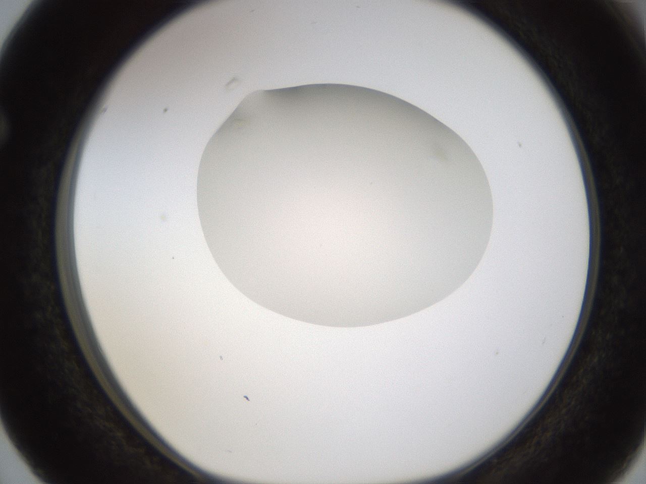 folderID331_plateID1331_batchID4527_wellNum63_profileID1_d1_r80422_ef.jpg
