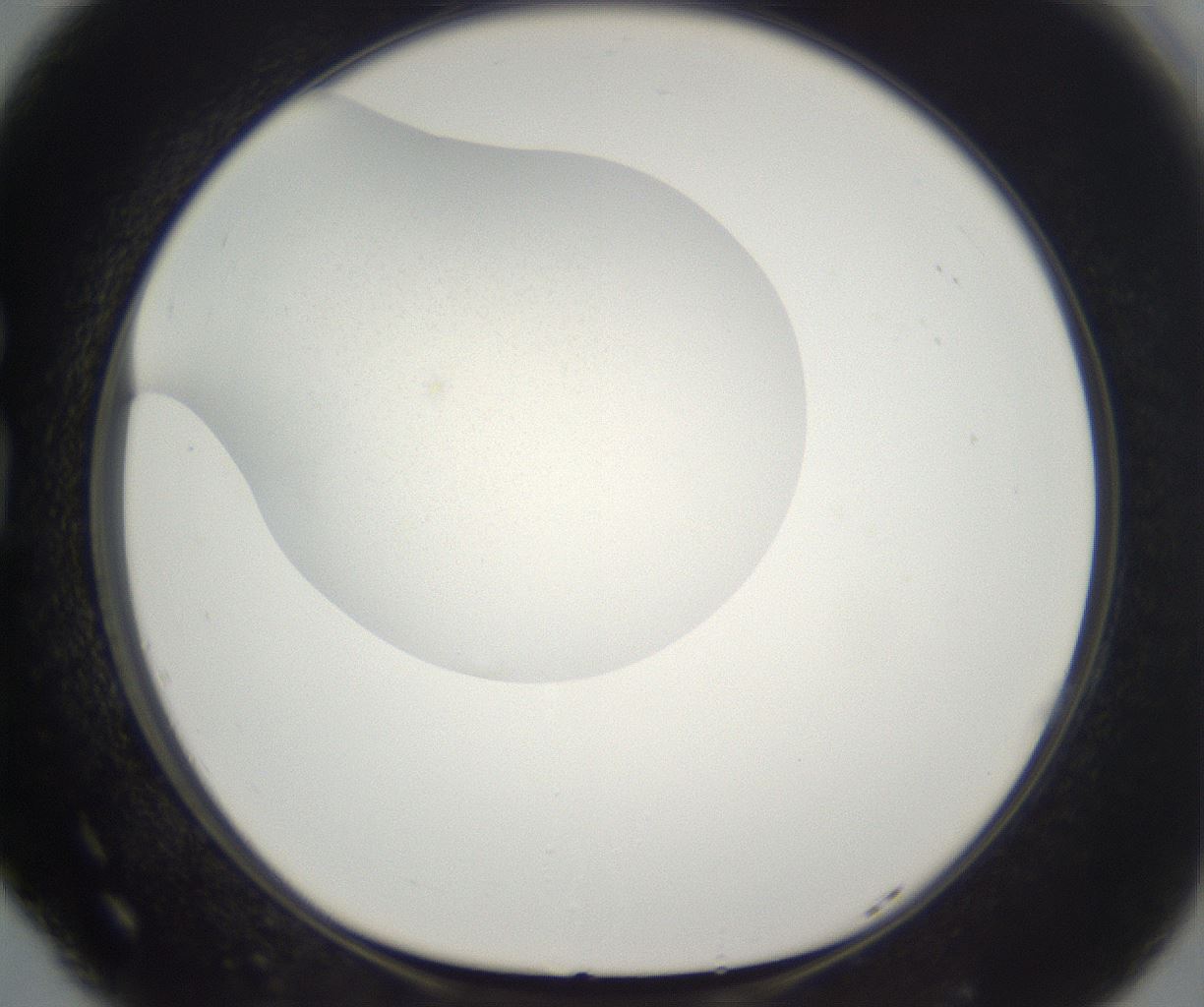 folderID331_plateID2331_batchID11001_wellNum77_profileID1_d1_r164591_ef.jpg