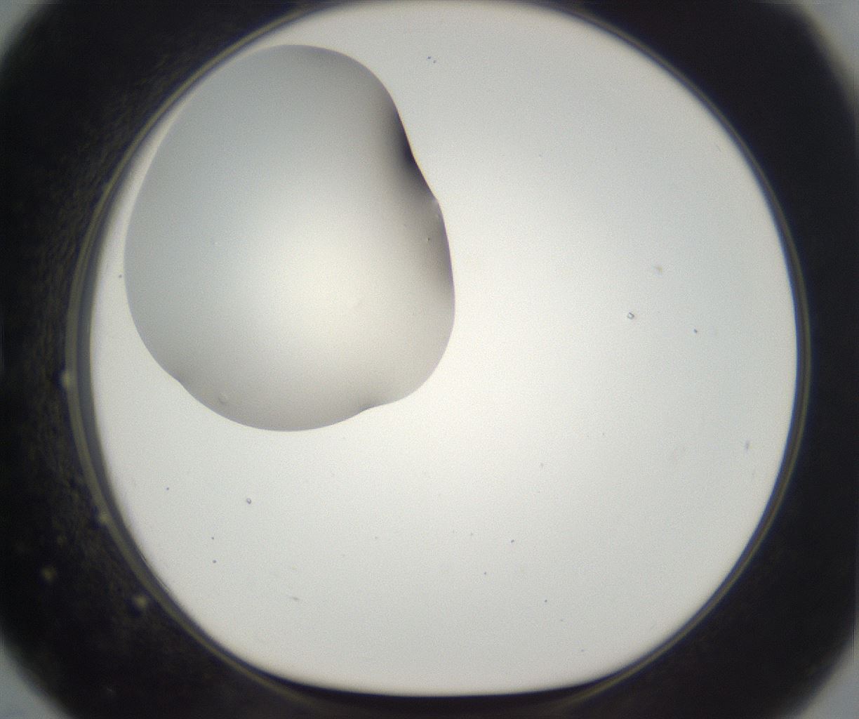 folderID331_plateID2331_batchID11001_wellNum79_profileID1_d1_r164593_ef.jpg