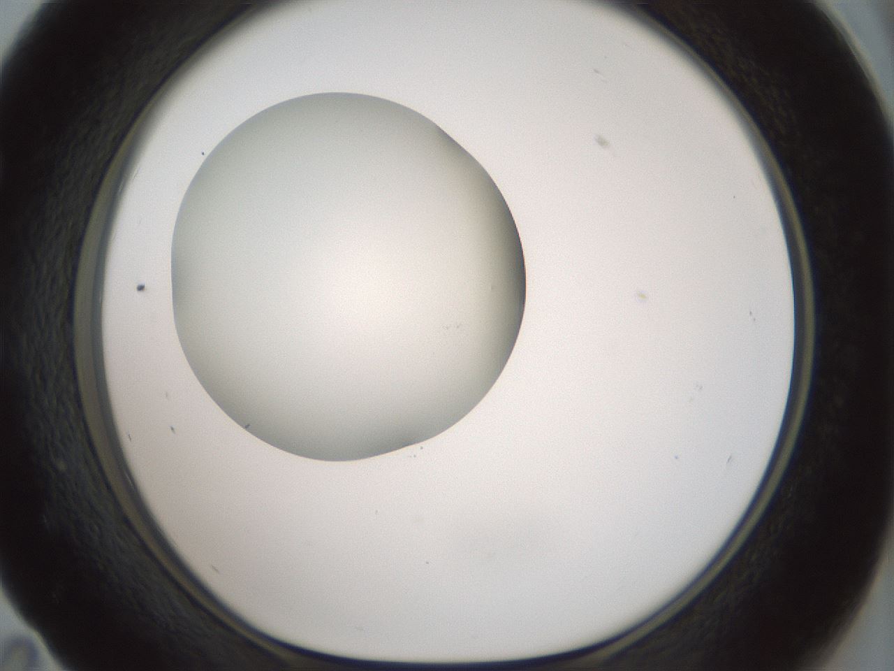 folderID333_plateID1333_batchID4528_wellNum59_profileID1_d1_r80514_ef.jpg