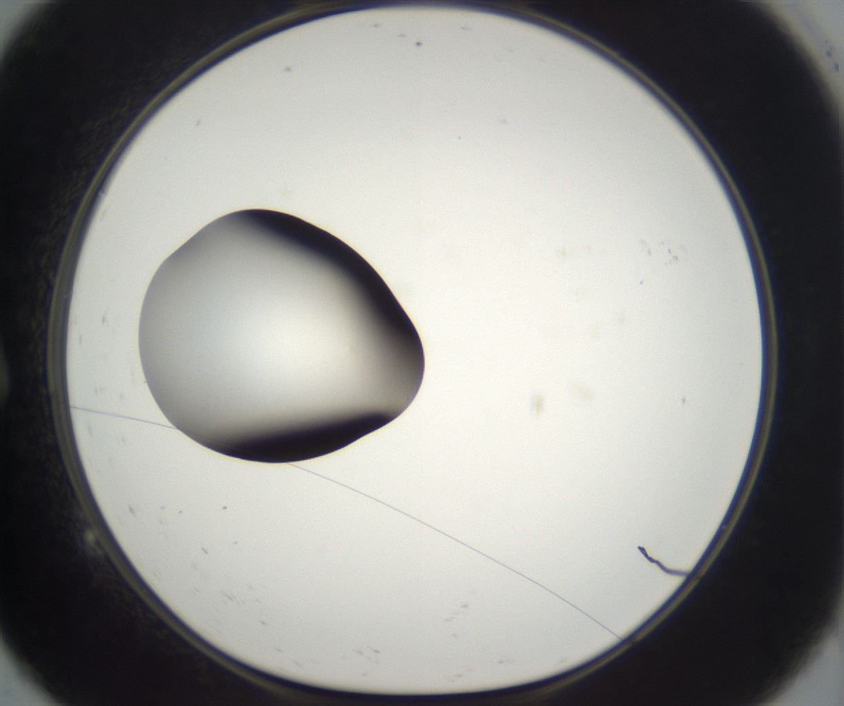 folderID333_plateID2333_batchID11002_wellNum9_profileID1_d1_r164619_ef.jpg