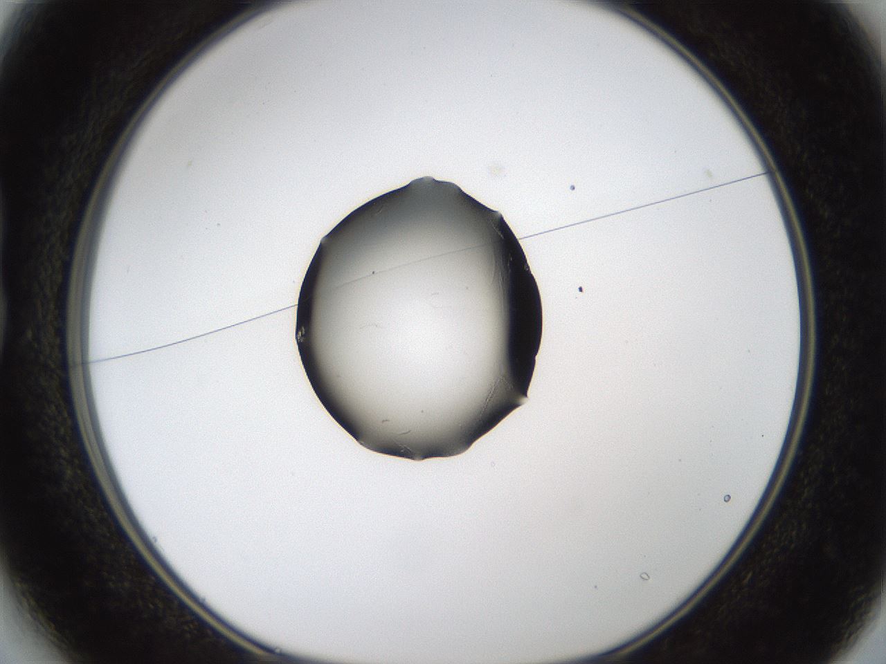 folderID334_plateID1334_batchID4521_wellNum13_profileID1_d1_r79796_ef.jpg