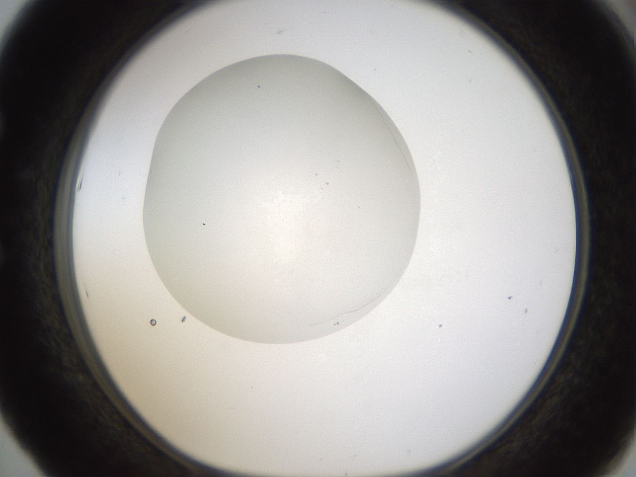 folderID334_plateID1334_batchID4521_wellNum53_profileID1_d1_r79836_ef.jpg