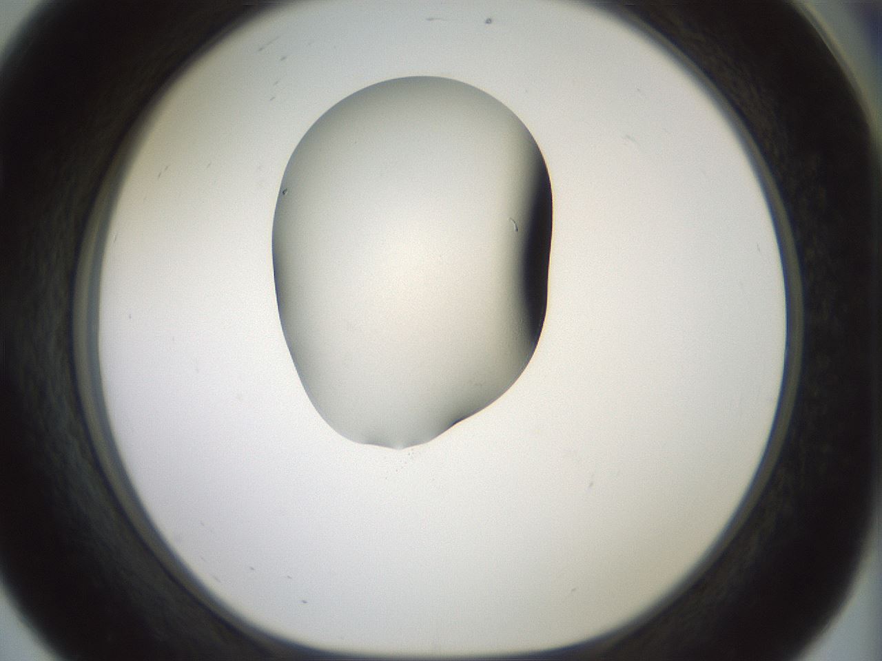 folderID335_plateID1335_batchID4522_wellNum56_profileID1_d1_r79935_ef.jpg