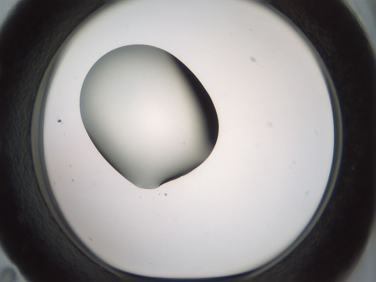 folderID335_plateID1335_batchID4522_wellNum59_profileID1_d1_r79938_ef.jpg