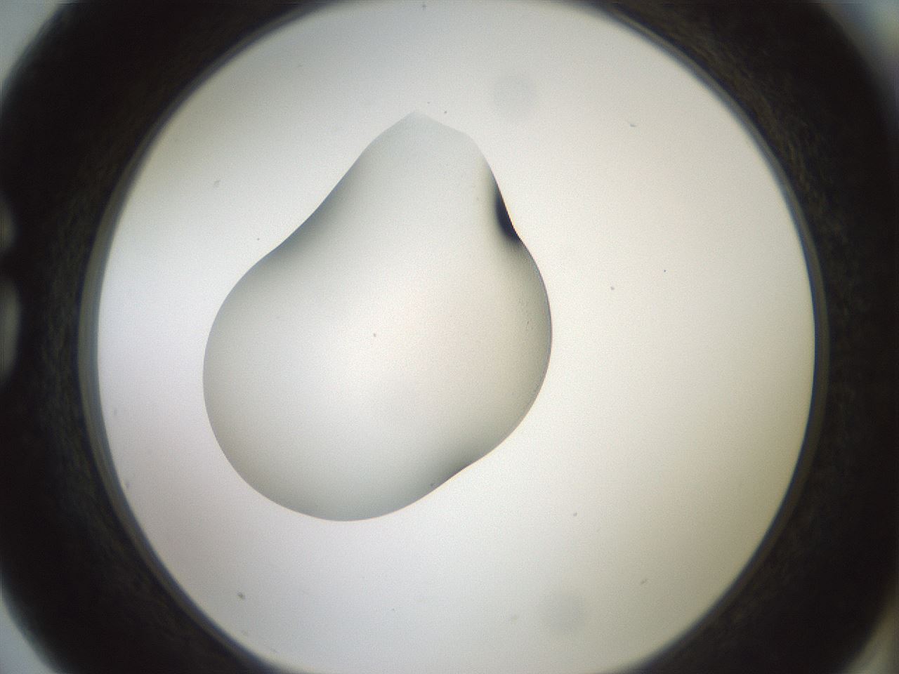 folderID335_plateID1335_batchID4522_wellNum75_profileID1_d1_r79954_ef.jpg