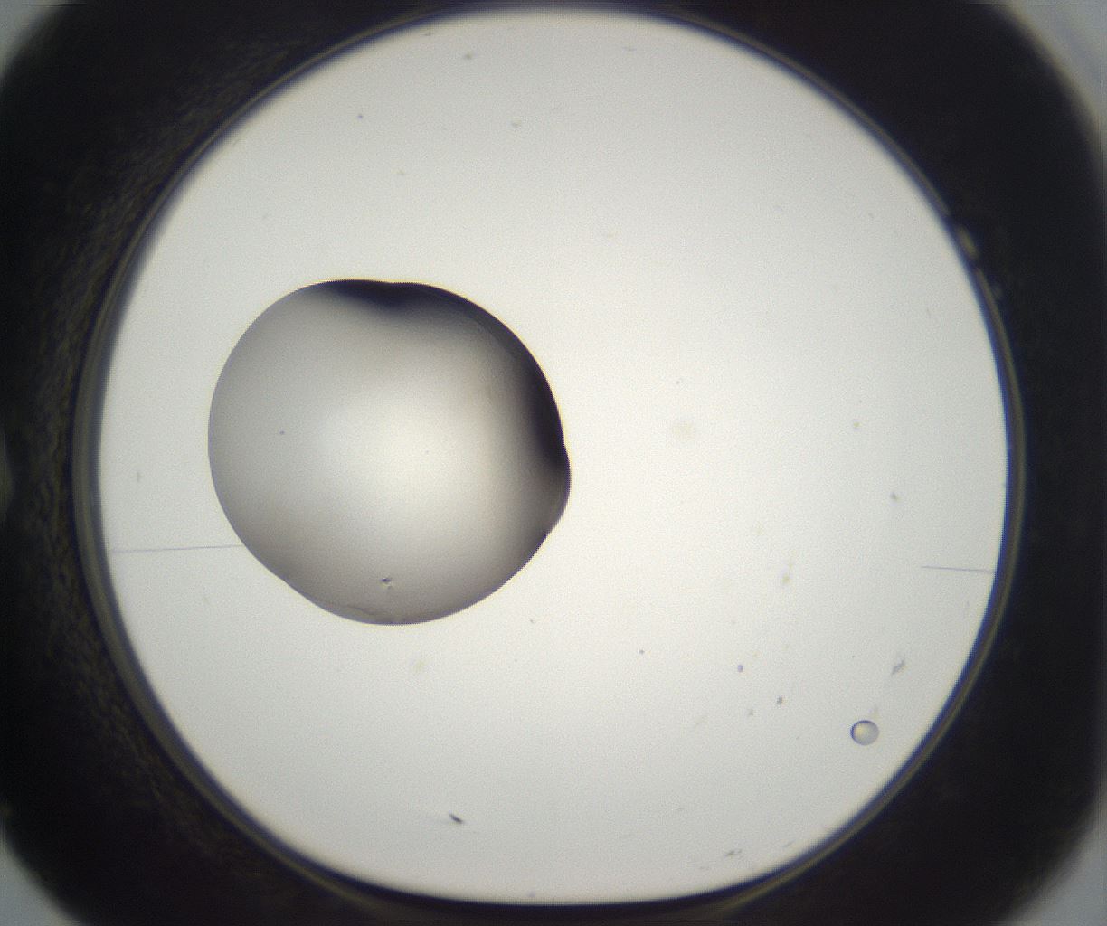 folderID337_plateID2337_batchID11005_wellNum7_profileID1_d1_r164809_ef.jpg