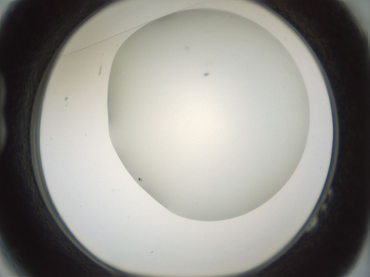 folderID338_plateID1338_batchID4570_wellNum14_profileID1_d1_r80607_ef.jpg