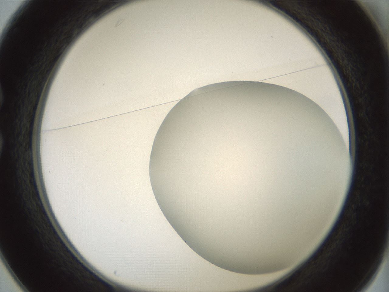 folderID338_plateID1338_batchID4570_wellNum25_profileID1_d1_r80612_ef.jpg