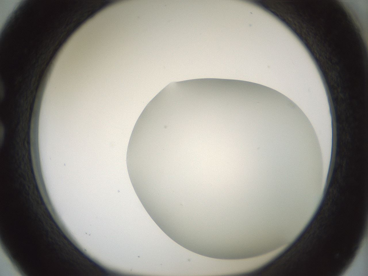 folderID338_plateID1338_batchID4570_wellNum26_profileID1_d1_r80613_ef.jpg