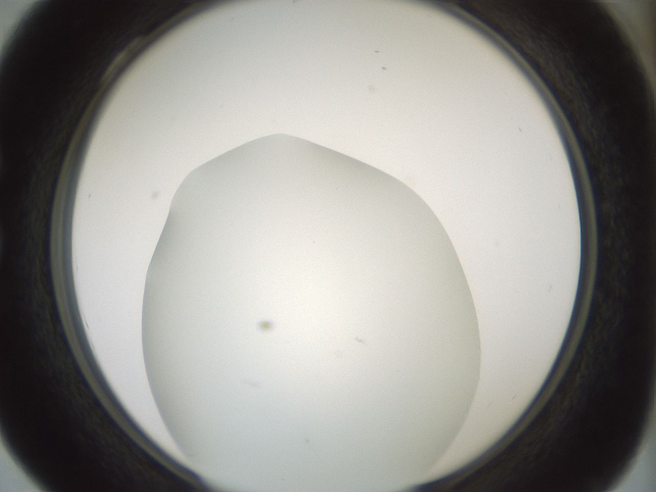 folderID338_plateID1338_batchID4570_wellNum28_profileID1_d1_r80615_ef.jpg