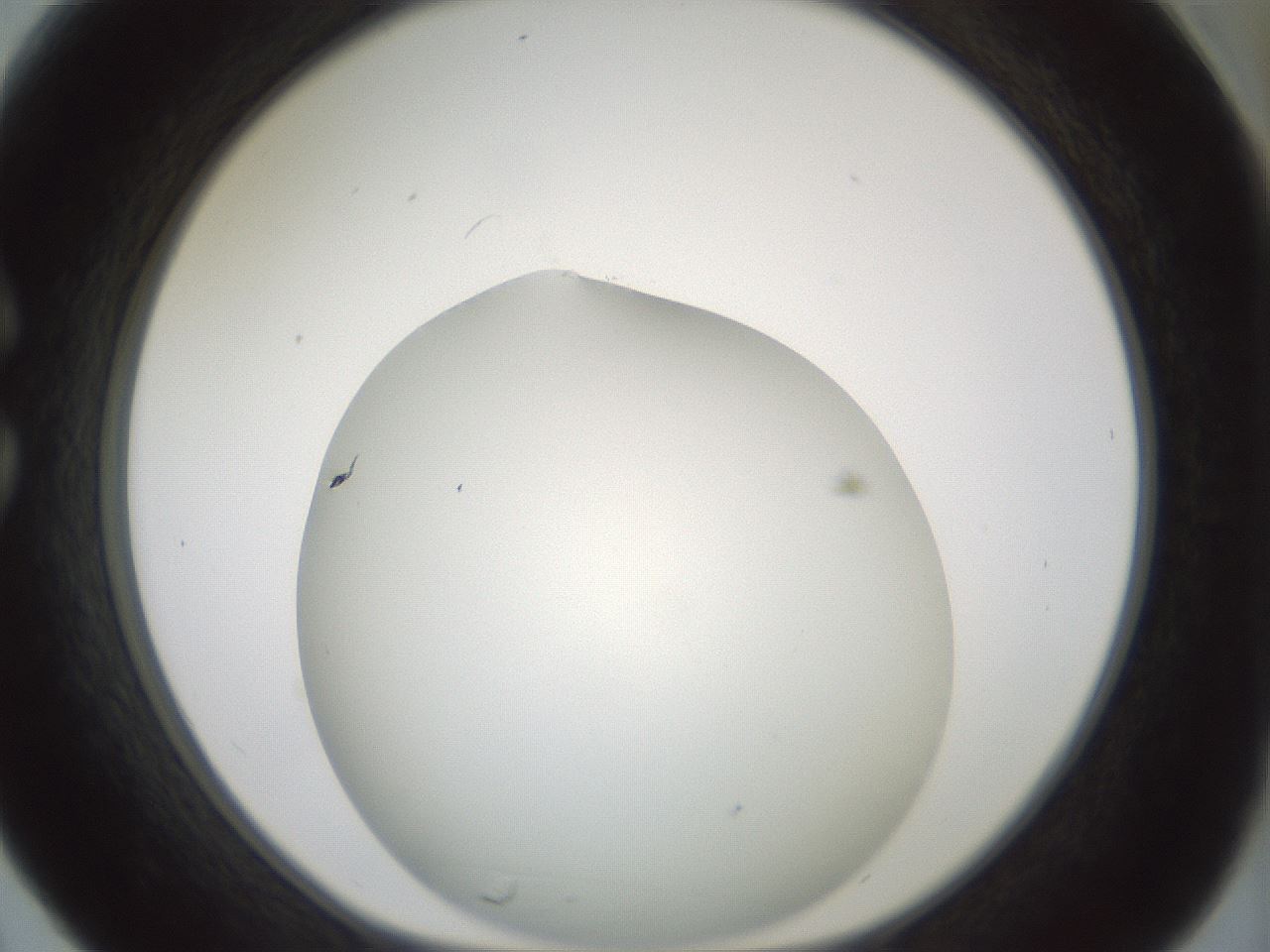 folderID338_plateID1338_batchID4570_wellNum30_profileID1_d1_r80617_ef.jpg