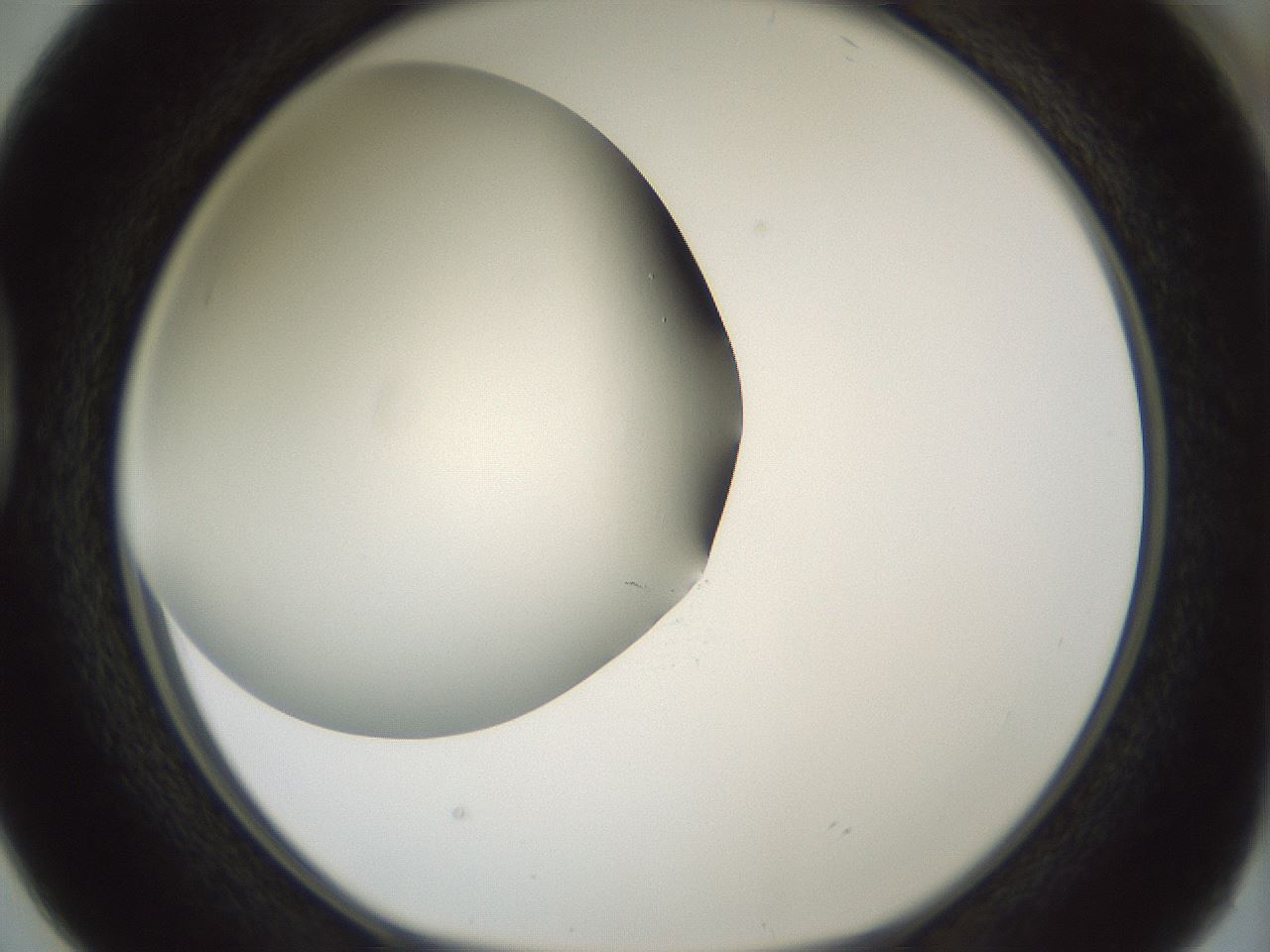 folderID338_plateID1338_batchID4570_wellNum38_profileID1_d1_r80619_ef.jpg