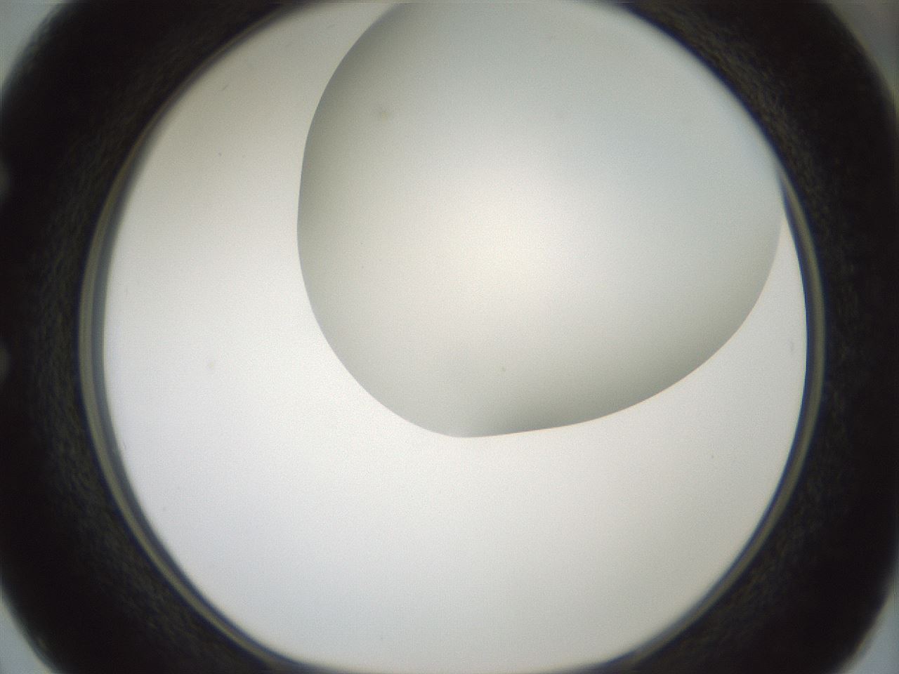 folderID338_plateID1338_batchID4570_wellNum50_profileID1_d1_r80625_ef.jpg