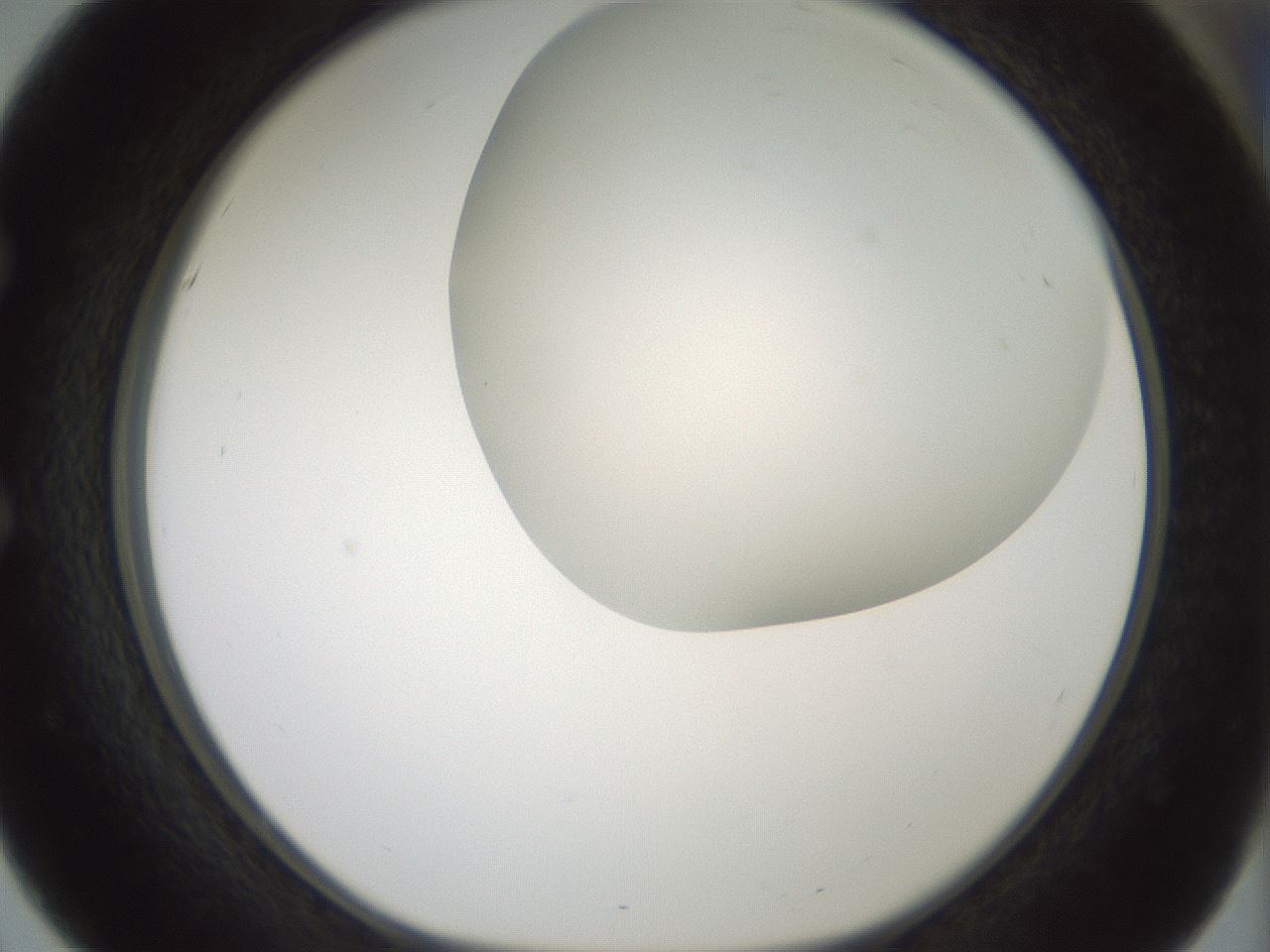 folderID338_plateID1338_batchID4570_wellNum51_profileID1_d1_r80626_ef.jpg