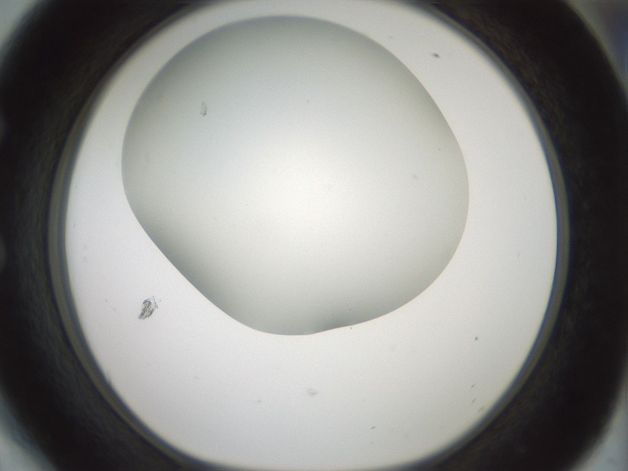 folderID338_plateID1338_batchID4570_wellNum54_profileID1_d1_r80629_ef.jpg