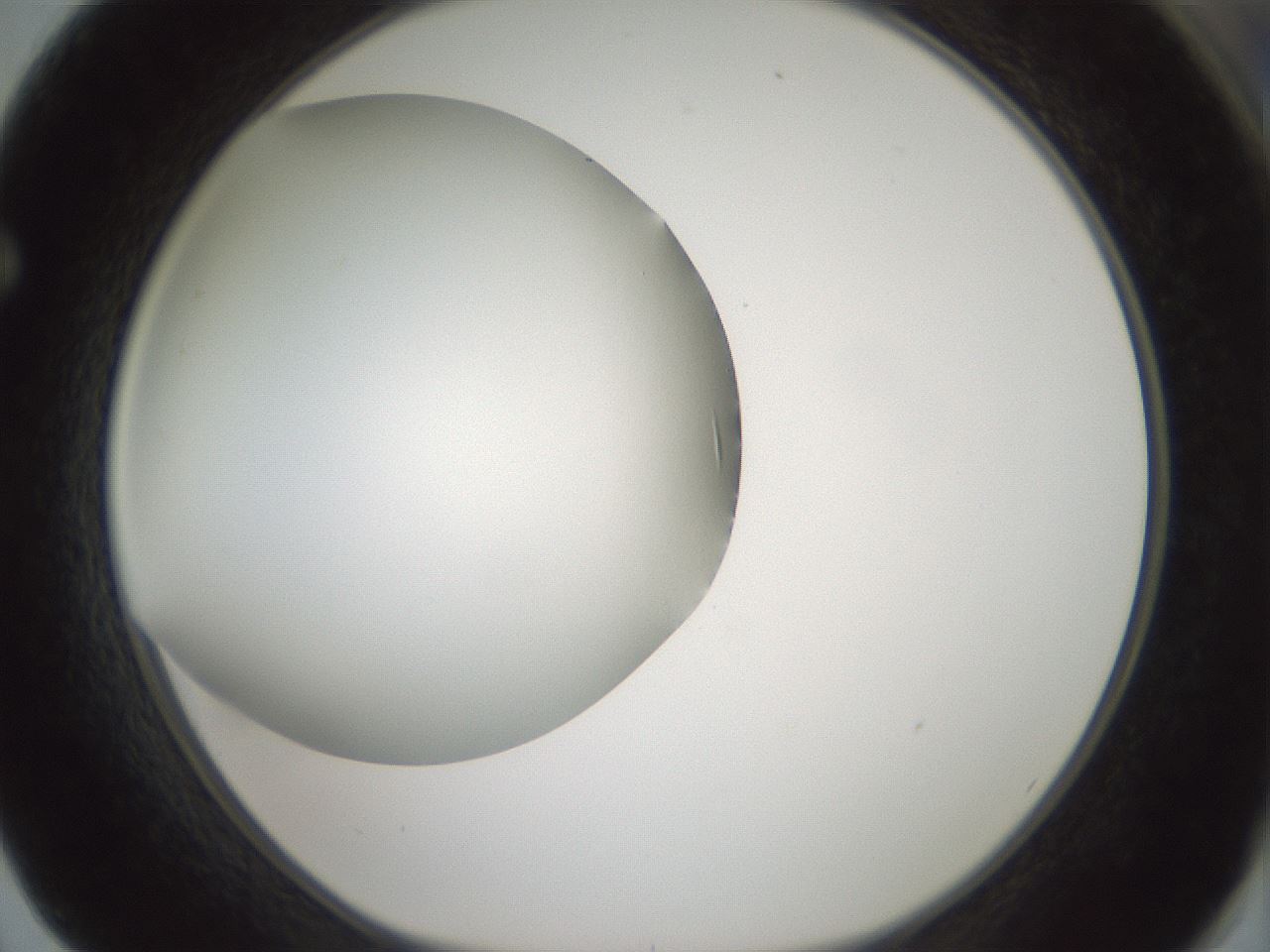 folderID338_plateID1338_batchID4570_wellNum62_profileID1_d1_r80631_ef.jpg