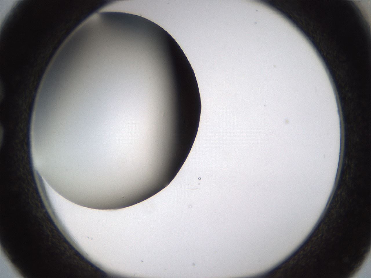 folderID339_plateID1339_batchID4571_wellNum26_profileID1_d1_r80565_ef.jpg