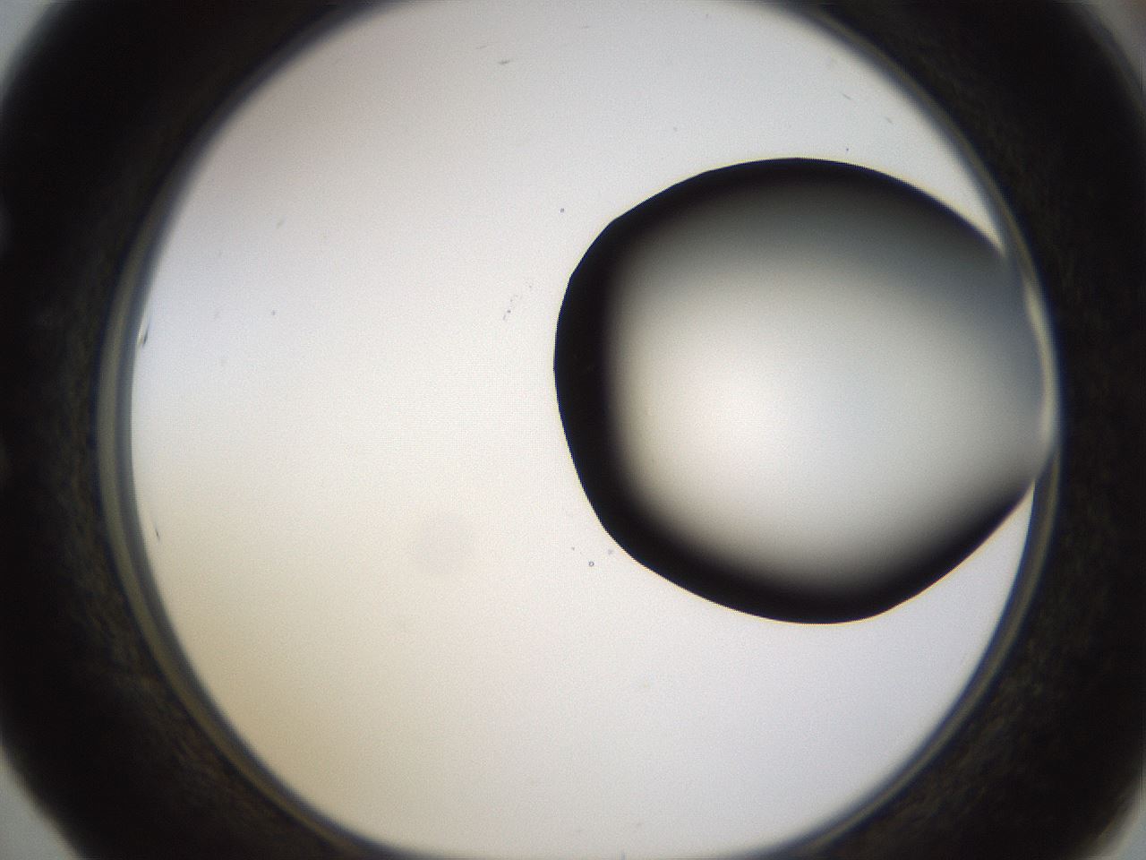 folderID339_plateID1339_batchID4571_wellNum53_profileID1_d1_r80580_ef.jpg