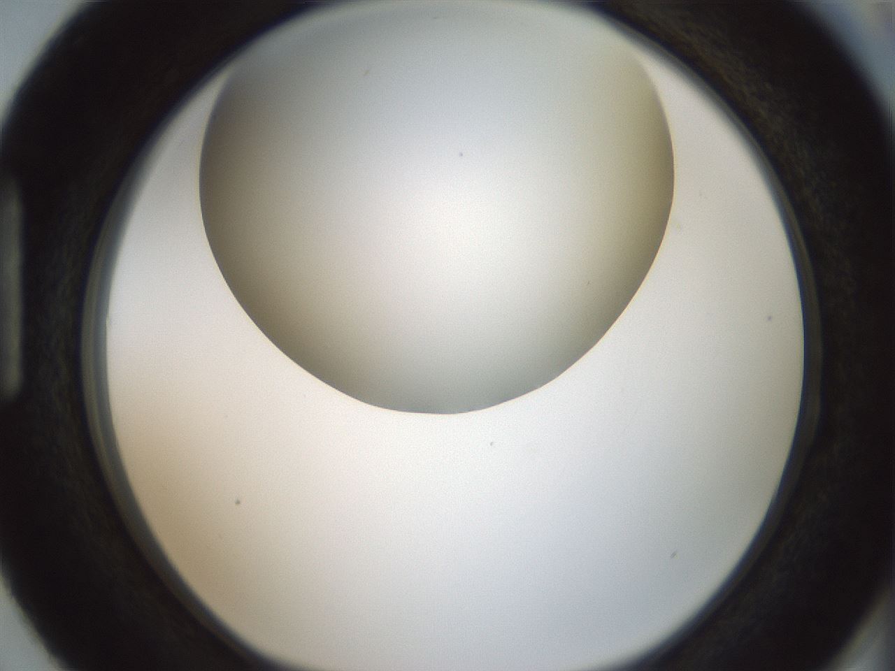 folderID338_plateID1338_batchID4570_wellNum87_profileID1_d1_r80644_ef.jpg