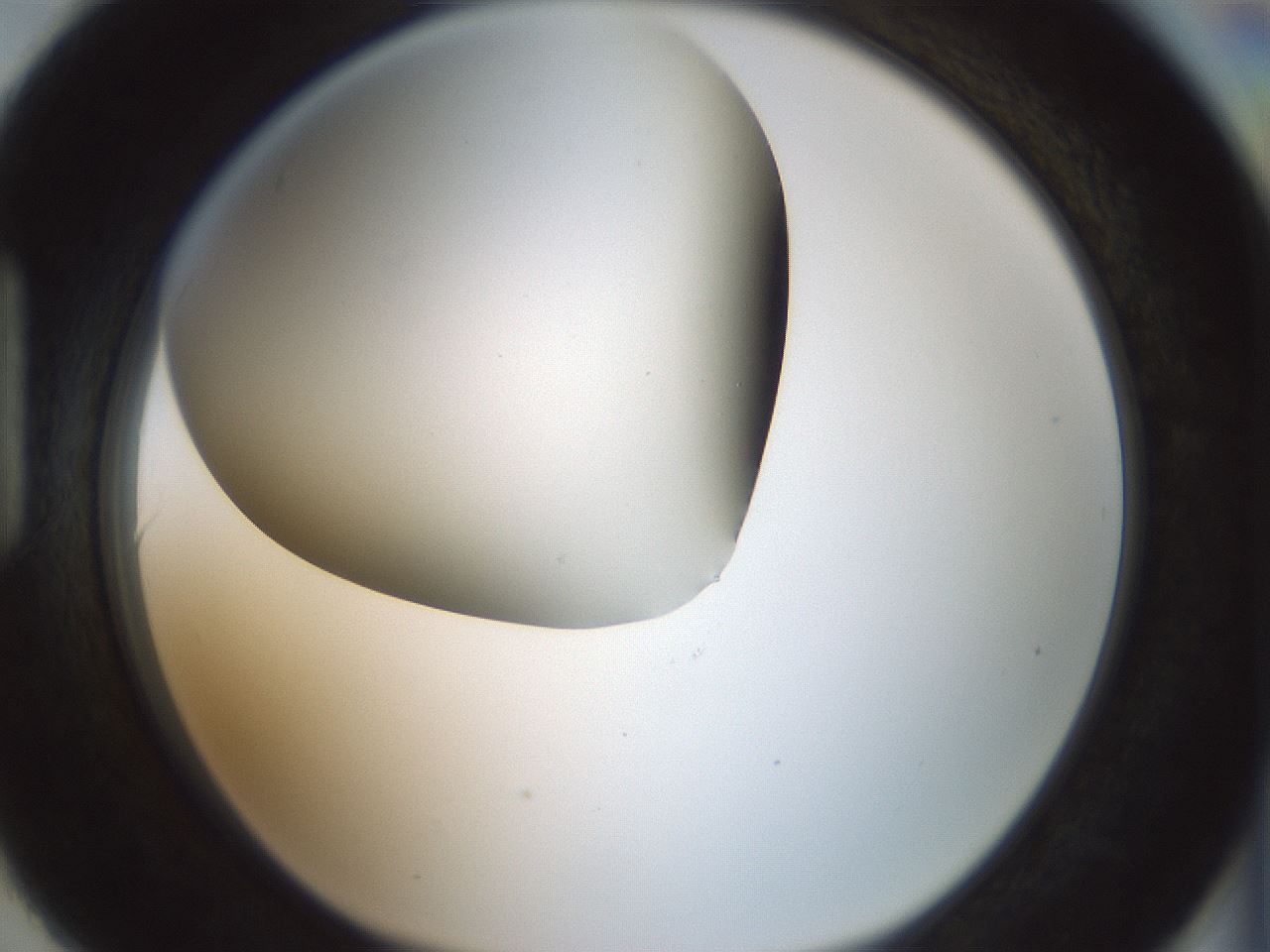folderID338_plateID1338_batchID4570_wellNum90_profileID1_d1_r80647_ef.jpg